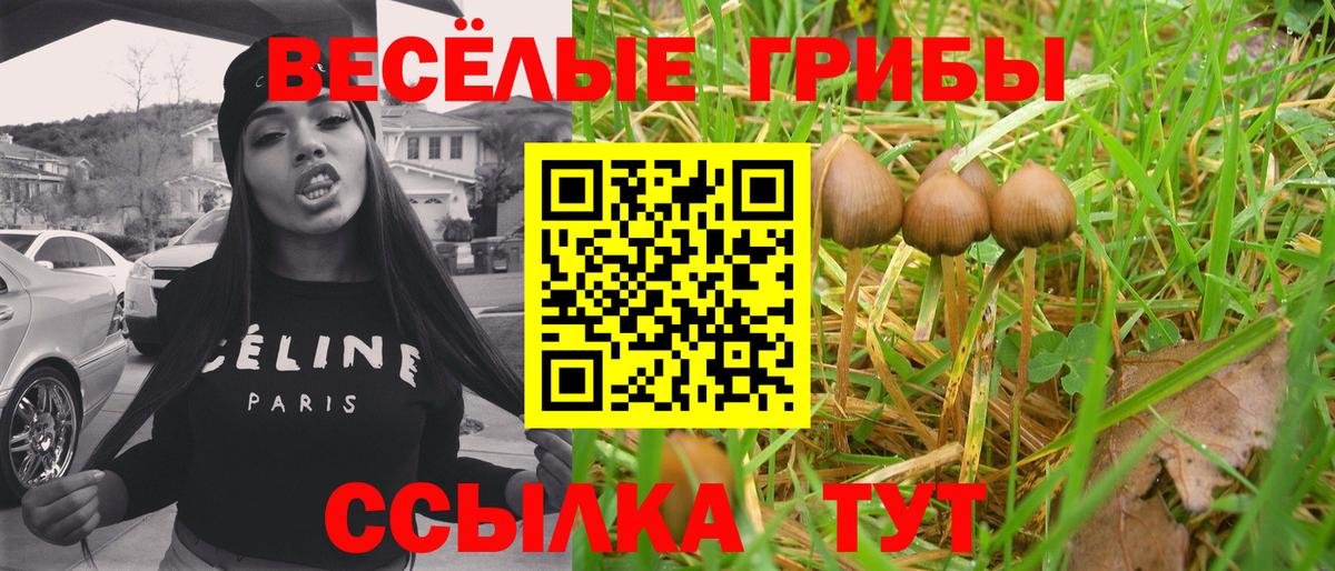 Волжский  Галлюциногенные грибы Cubensis  Галлюциногенные грибы Cubensis  Вход с VPN 